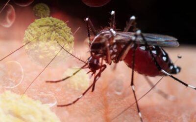 Sốt xuất huyết đang diễn biến phức tạp trên toàn thế giới