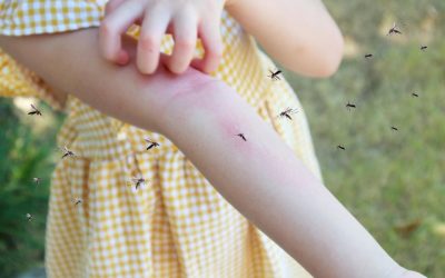 Vai trò cấp thiết của hố ga thu nước ngăn mùi trong cuộc chiến chống sốt xuất huyết